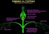 FIMMing_Vs_Topping_comparison.jpg