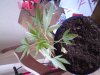 DSC00005.jpg