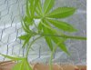 marijuana plant 1.JPG