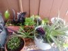 porch plant table.jpg