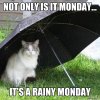 Not-only-is-it-monday-Its-a-rainy-monday-cate-meme-7362.jpg