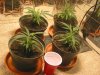 GC Jun 29 2022 clones grow light.jpg