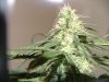 Flushing for Harvest; First Grow 019.jpg