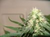 Flushing for Harvest; First Grow 042.jpg