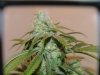 Flushing for Harvest; First Grow 138.jpg