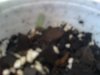 FIRST SPROUT EVER 002.jpg