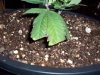 banana OG 050.jpg