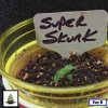 Super Skunk 2_Nik_Nik_openWith.jpeg