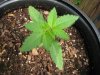 jack seedling.jpg