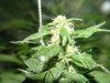 First Grow Week 6 Day 6 016.jpg