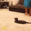 spider-cat.gif