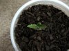 seedling1.jpg