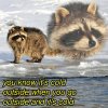 raccoon-memes-instagram-624aea059e32c__700.jpg