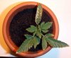nitrogen deficiency.jpg