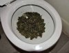 Pot-in-toilet.jpg