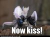 mantis, now kiss.jpg
