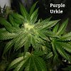 PurpleUrkle1.jpg