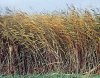 Common-reed.jpg