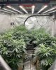 INS@silvadankgrows-SE7000-Day 14 of Flower.jpg