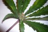 Top-10-Craziest-Cannabis-Mutations-Leaf-buds.jpg