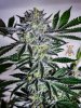 haole Moonshine #5 week 8-9.jpg