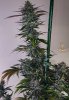 haole Moonshine #2 week 8.jpg