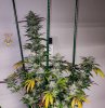 haole Moonshine #2 week 8-3.jpg