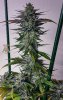 haole Moonshine #2 week 8-5.jpg