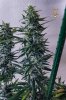 haole Moonshine #6 week 8.jpg