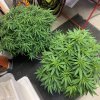 6320545_grow-journal-by-leastexpectedgrowervictoryseedschocodope.jpg