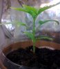 8.12.09plant2b.jpg