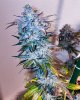 haole moonshine #2 harvest week 9-5.jpg