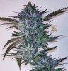 haole moonshine #5 harvest week 9.jpg