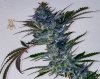 haole moonshine #5 harvest week 9-3.jpg