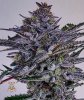 haole moonshine #5 harvest week 9-6.jpg