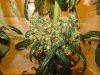 my new grow pics 007.jpg