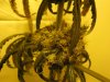 my new grow pics 014.jpg