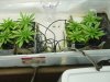 two week germination.JPG