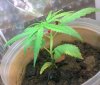 8.14.09plant1c.jpg
