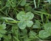 four-leaf-clover-616477_1280_full_width.jpg