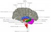 brain.jpg
