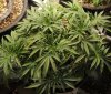 xxninjaxx-albums-my-grow-picture75562-slh3-09-aug-09.jpg