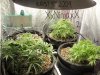 xxninjaxx-albums-my-grow-picture75561-my-plants.jpg