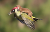 woodpecker.png