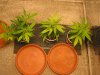 GC Mar 11 2023 3 clones topview growlight.jpg