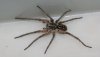 HGIC_spiders_wolfspider_16x9.jpg