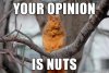 Funny-Squirrel-Meme-Your-Opinion-Is-Nuts-Picture.jpg
