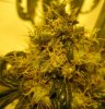 my new grow pics 003.jpg