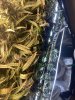 IMG_3080.jpeg