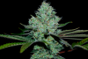 Michigan_Medley_Feminized_Stonerberry_x_Peanut_Butter_Breath_3Thirteen_Seeds_HydroRed_2_resized.png